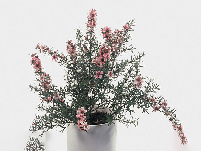 Leptospermum scoparium