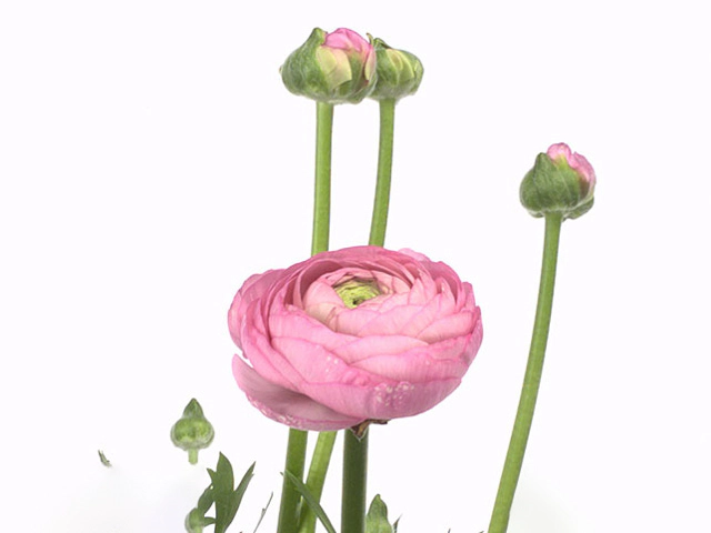 Ranunculus asiaticus Giga Pink