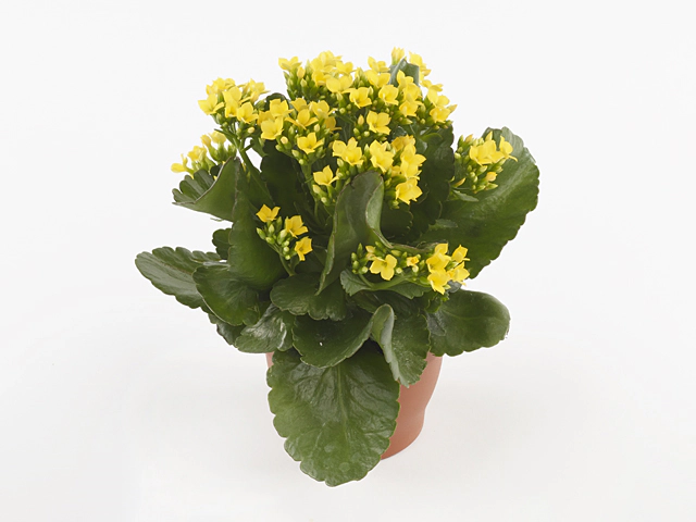 Kalanchoe blossfeldiana single Saja Yellow