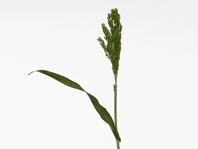 Pennisetum violaceum 'Splash'