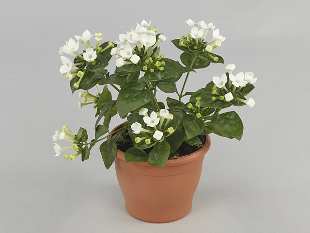 Bouvardia Bellevardia Snow White