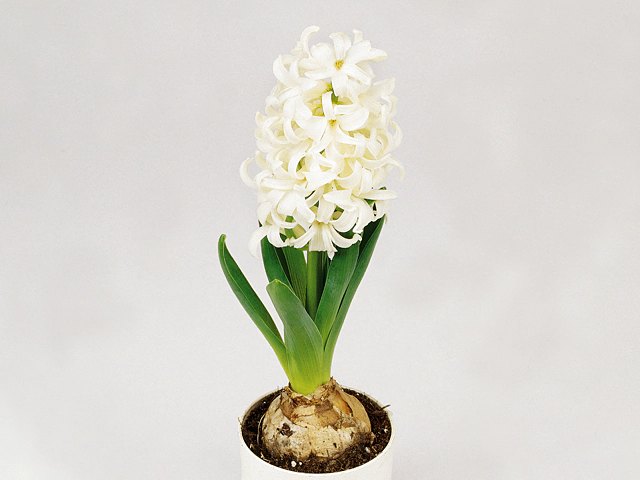 Hyacinthus orientalis 'White Pearl'