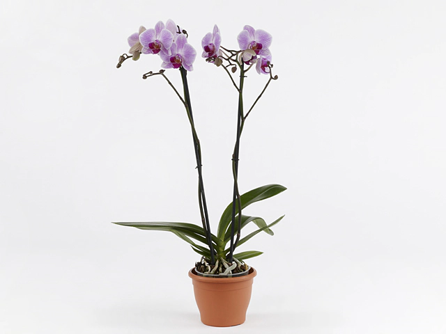 Phalaenopsis 'Reflection'
