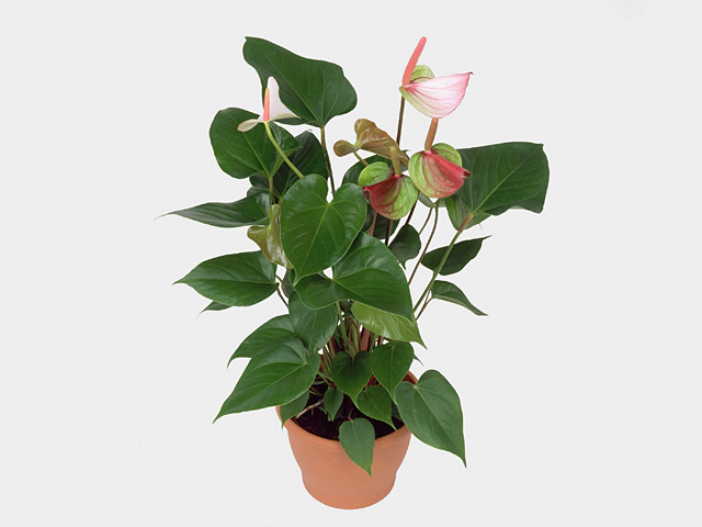 Антуриум Андре "Fantasy Love"