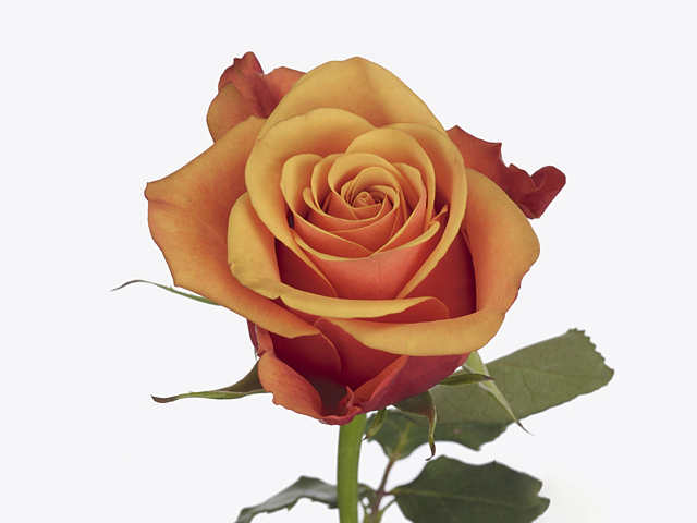 Роза крупноцветковая "Camaro"