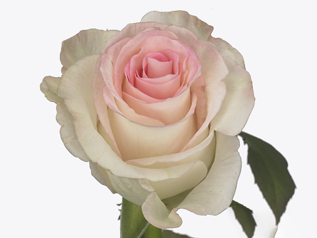 Роза крупноцветковая "Adorable"