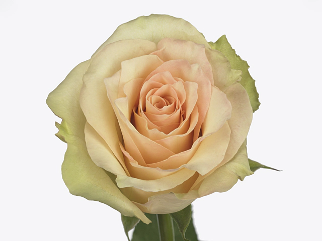 Роза крупноцветковая "Sahara Island@"