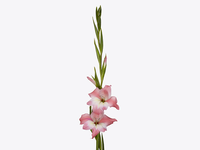 Gladiolus tubergenii 'Charming Beauty'