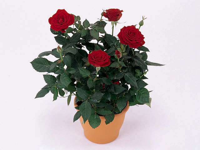 Роза "Espana Forever"