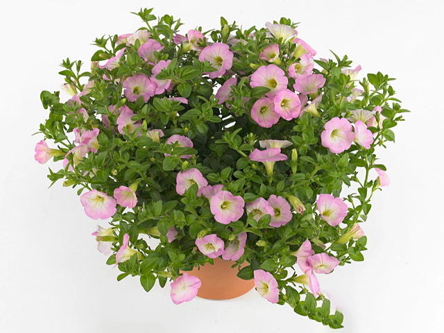 Petunia Potunia Piccola Pink