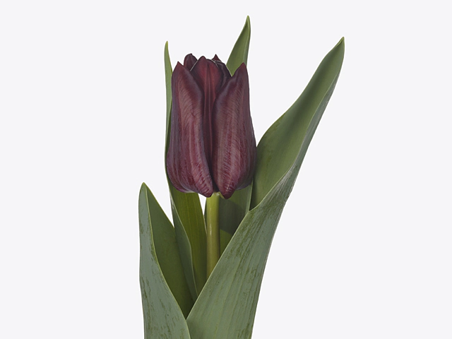 Tulipa (Single Early Grp) 'Black Mamba'