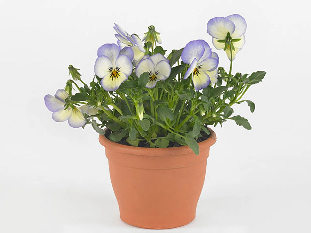 Viola (Cornuta Grp) Twix F1 Coconut Swirl
