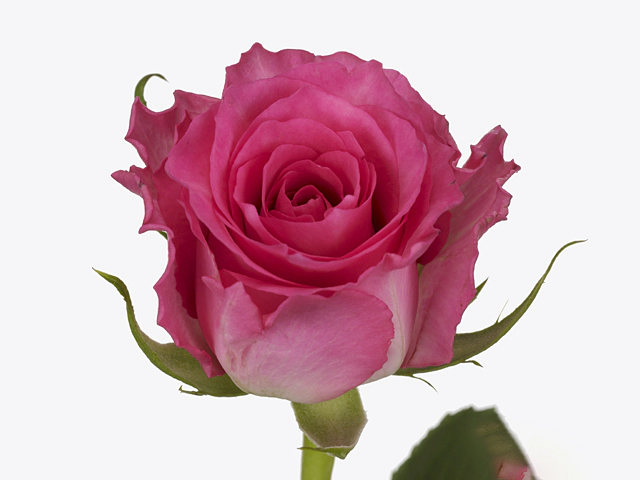 Роза крупноцветковая "Pink Condor"
