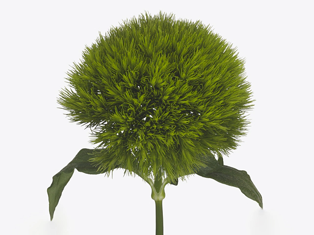 Dianthus barbatus Trigreen XL