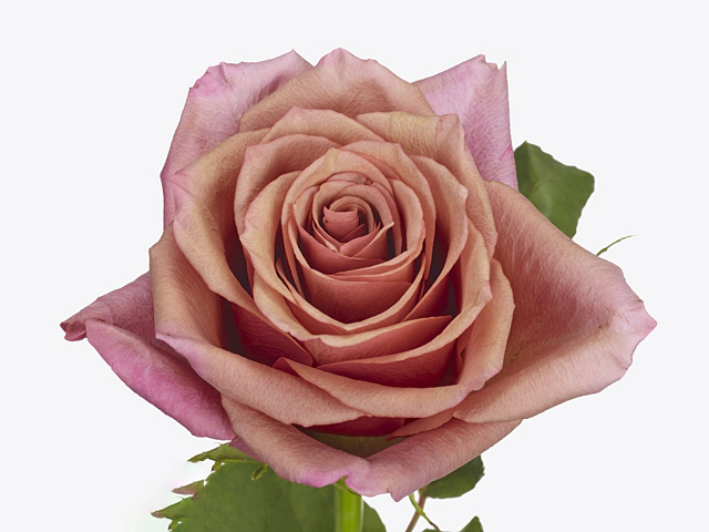 Роза крупноцветковая "Magic Silver"