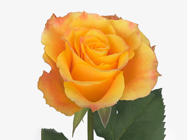 Роза крупноцветковая "High Tech"