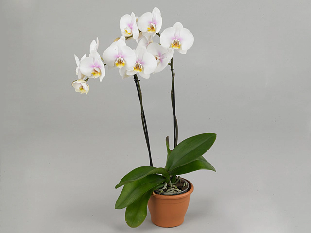 Phalaenopsis Sizzini