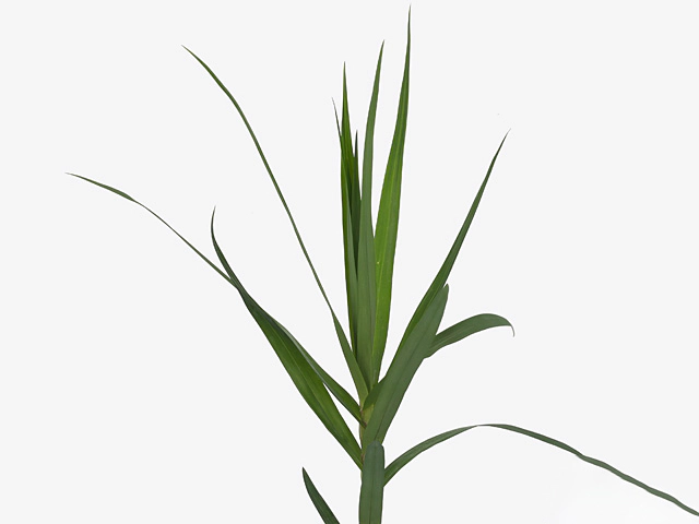 Carex phyllocephala 'Green Sparkler'