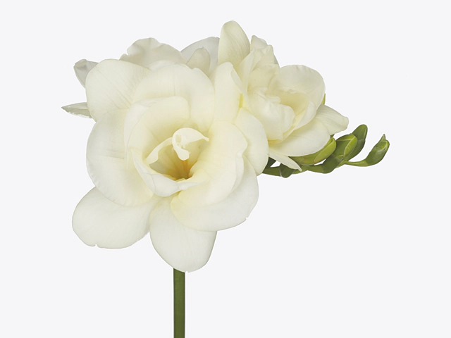 Freesia double flowered Romantic White