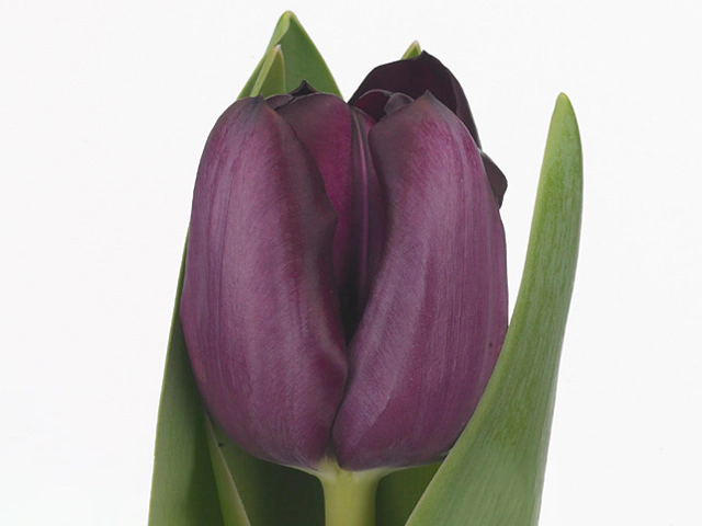 Тюльпан Триумф "Supri Blacky"