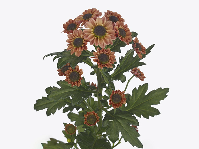 Chrysanthemum (Indicum Grp) spray santini Yin Yang Smokey