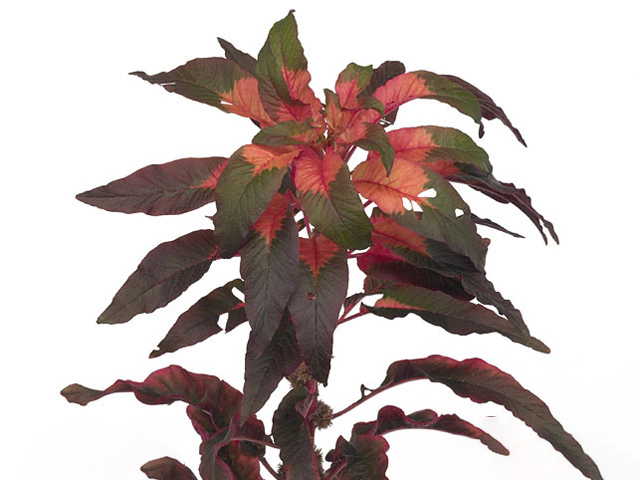 Amaranthus tricolor 'Early Splender'