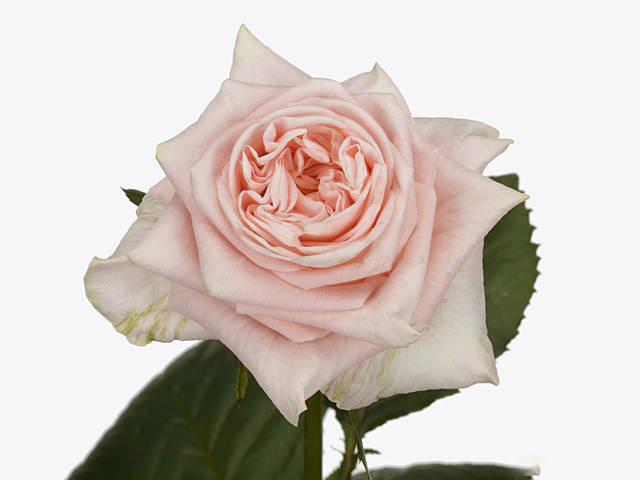 Rosa large flowered Candice!