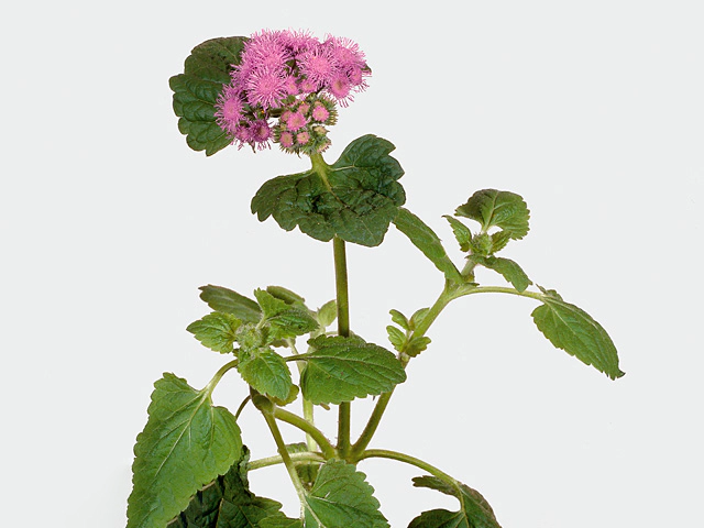 Ageratum houstonianum