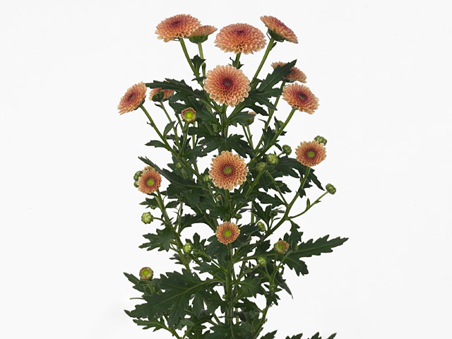Chrysanthemum (Indicum Grp) spray santini Calimero Salmon
