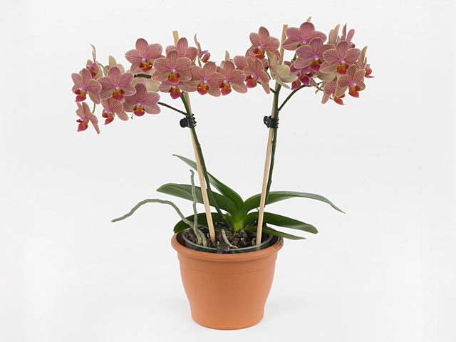Phalaenopsis Multifloratypes Floriclone Penny Lane