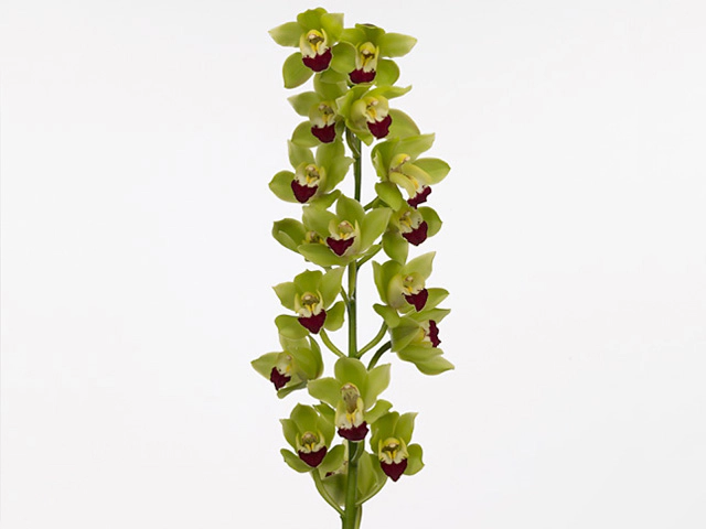 Cymbidium mini Green Breeze 'Lisa'