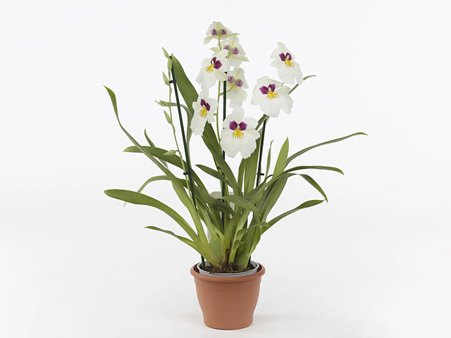 Miltoniopsis 'Herralexandre'