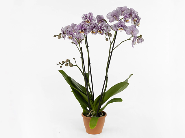 Phalaenopsis Bohemian Salsa