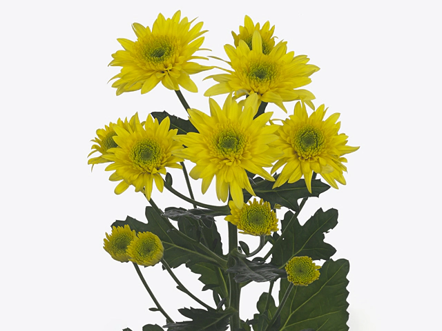 Chrysanthemum (Indicum Grp) spray Marisol