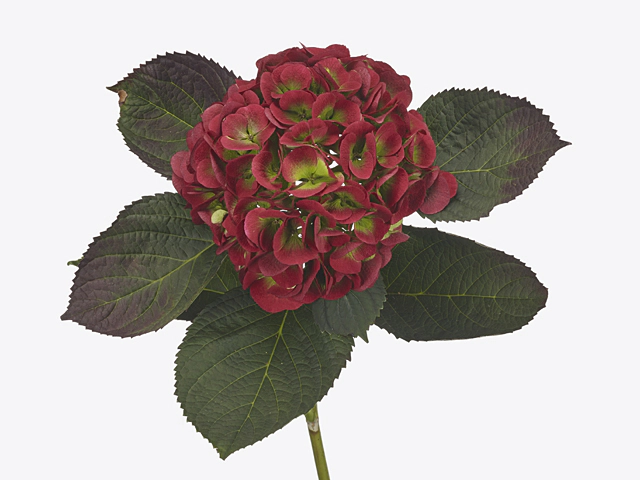 Hydrangea macrophylla Royal Wedding (classic)