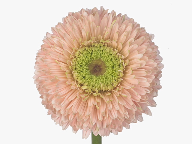 Gerbera large floweredi globose Gerrondo Terra Himalia