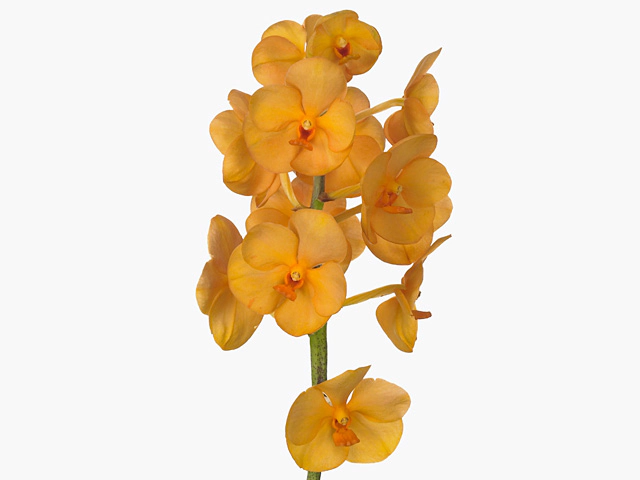 Vanda Nopporn Orange Rozy 'Orange Beauty'