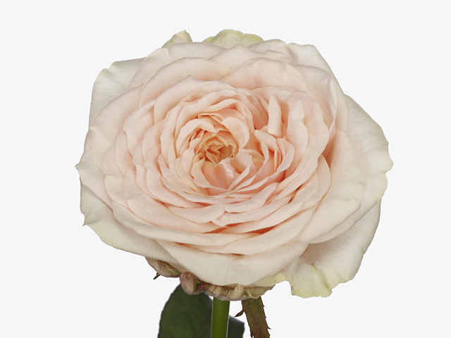 Роза крупноцветковая "Victorian Dream@"