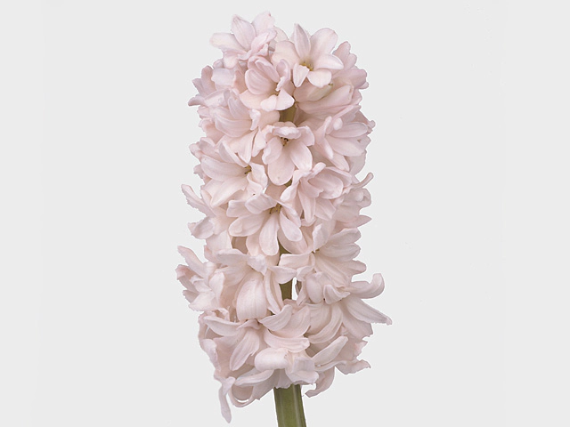 Гиацинт восточный "China Pink"