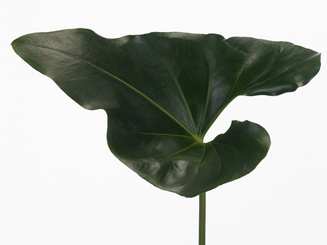 Anthurium  Arrow (leaf)