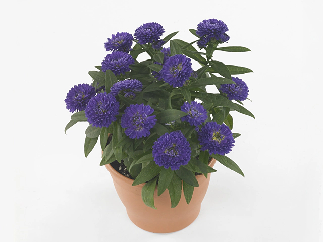 Aster (Novi-belgii Grp) Showmakers Blue Bayou