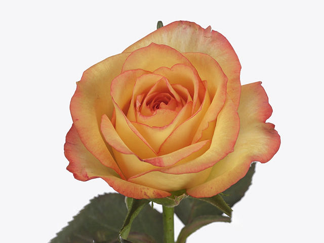 Роза крупноцветковая "High Key"