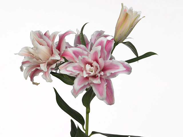 Lilium (Oriental Grp) double Roselily Belonica