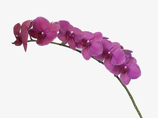 Phalaenopsis per branch 'Rossini'