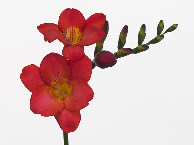 Freesia single flowered 'Red Passion'