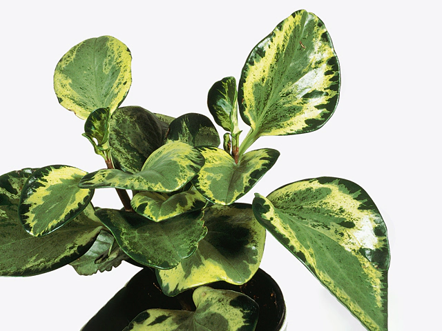 Peperomia obtusifolia 'Green Gold'