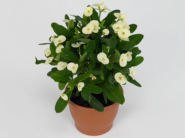Euphorbia (Milii Grp) 'Hermes'