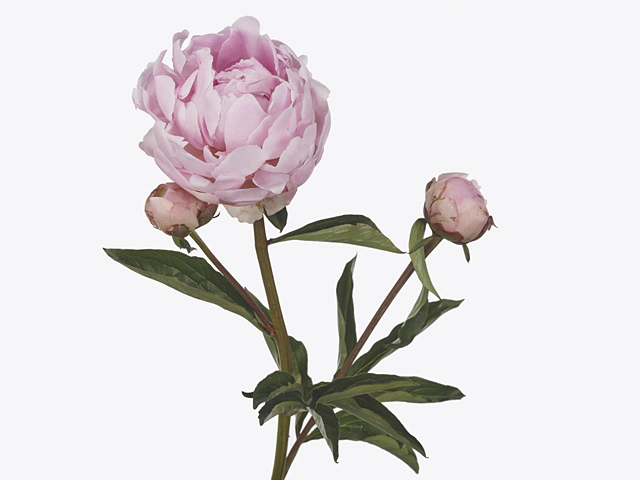 Paeonia (Lactiflora Grp) 'Mandaleen'