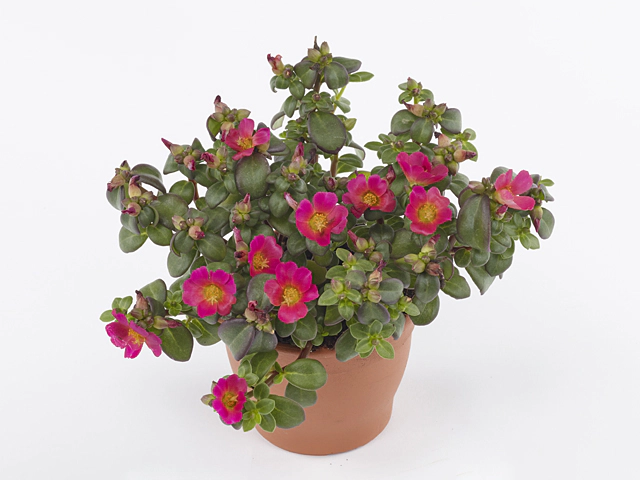 Portulaca Oleracea Toucan Fucsia – 20 Semi Per Pianta Grassa Fiorita, Colore Vivace
