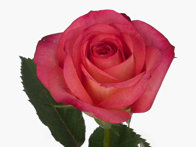 Роза крупноцветковая "Extreme"